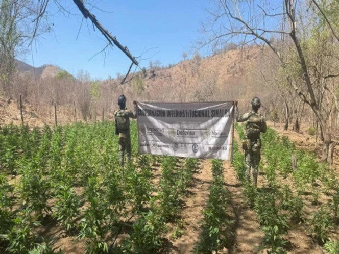 Otro golpe al narco | Destruyen 144 plantíos de amapola y 30 de mariguana