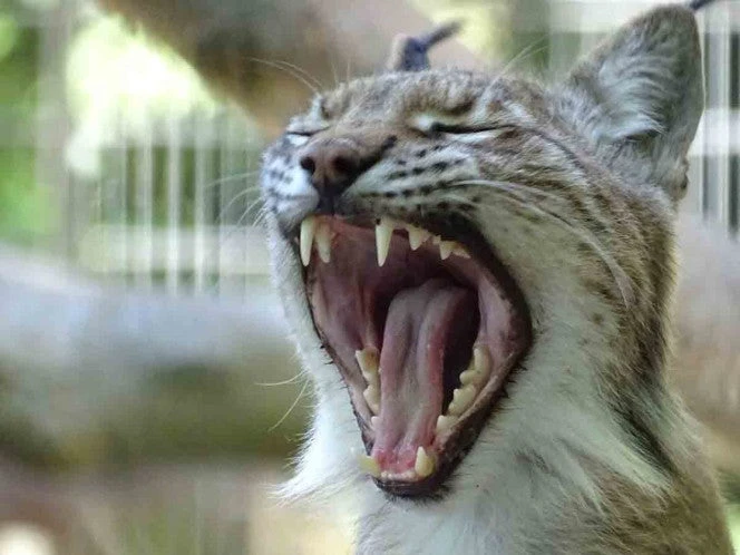 ¿Donar a tu mascota al menú de un depredador? El polémico llamado de un zoológico danés