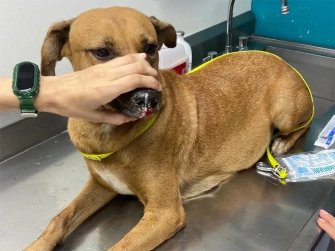 Salvan a perrita embarazada tirada a la basura; tenía amarrado el hocico y las patas