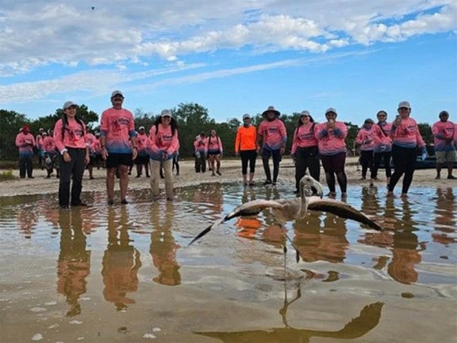 ¡Aplausos! Anillan 546 polluelos de flamenco rosado; especie 'amenazada'