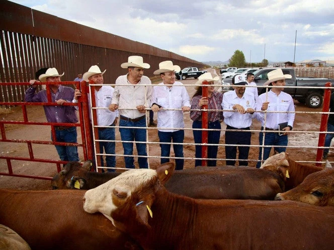 Sonora reanuda exportación de ganado a EU; es el primer estado autorizado