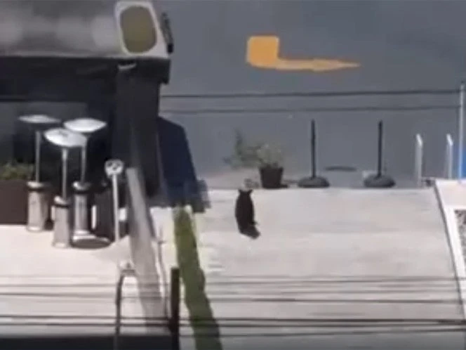 ¿De compras? Graban a oso en plaza comercial; se desplazaba entre comercios