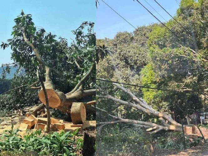 Derriban árboles de mango para extracción de grava