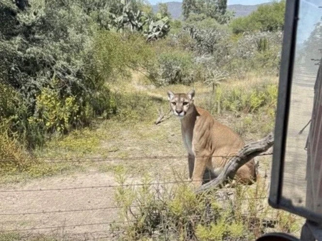 Alertan por puma que fue visto en zona metropolitana de Pachuca