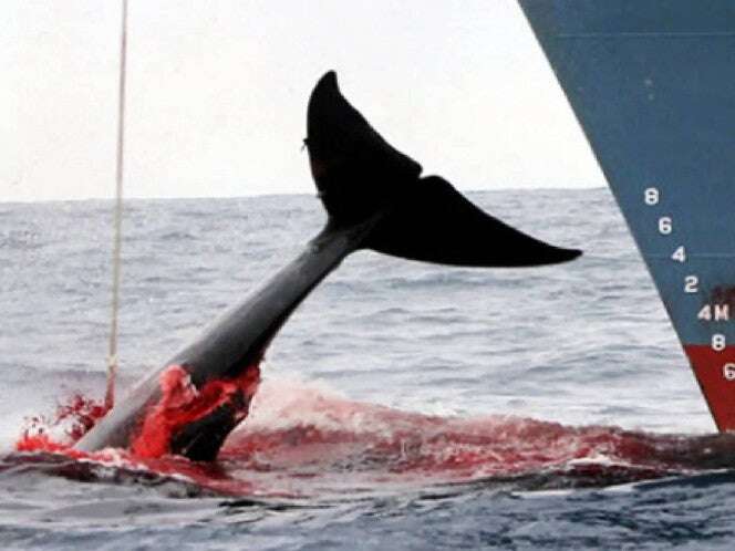 Islandia autoriza la caza de ballenas hasta 2029; arpones explosivos provocan “agonía”