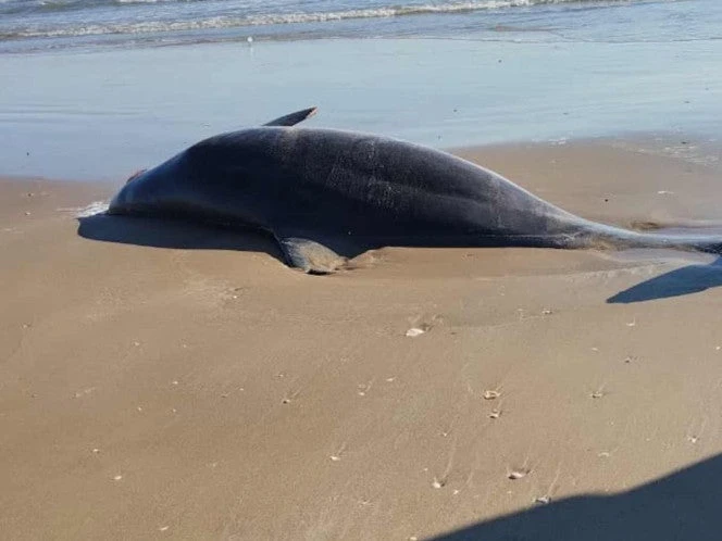 Localizan basura espacial y delfines muertos en Tamaulipas tras prueba de SpaceX