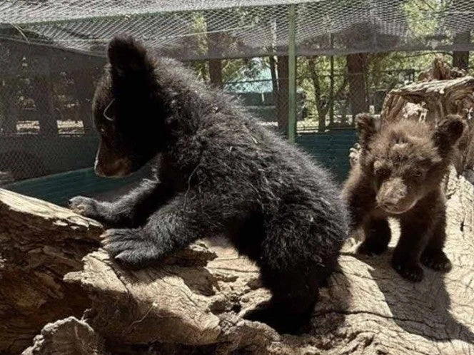 Oseznos huérfanos rescatados en Chihuahua, son exhibidos en Zoológico de Aldama