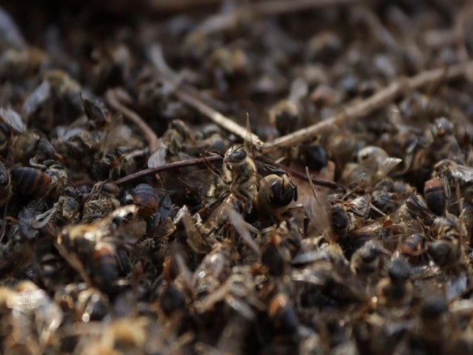 México busca proteger a las abejas; en 15 años se perdió 40% de polinizadores