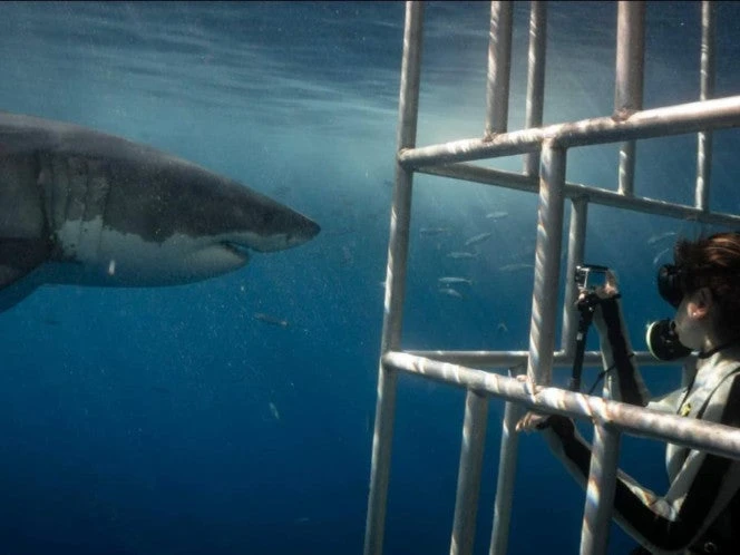 Tiburones: los reyes del mar, experiencia inmersiva inolvidable
