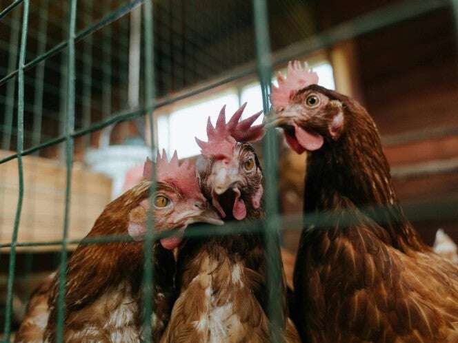 Confirman primer caso de gripe aviar H5N9 en Estados Unidos