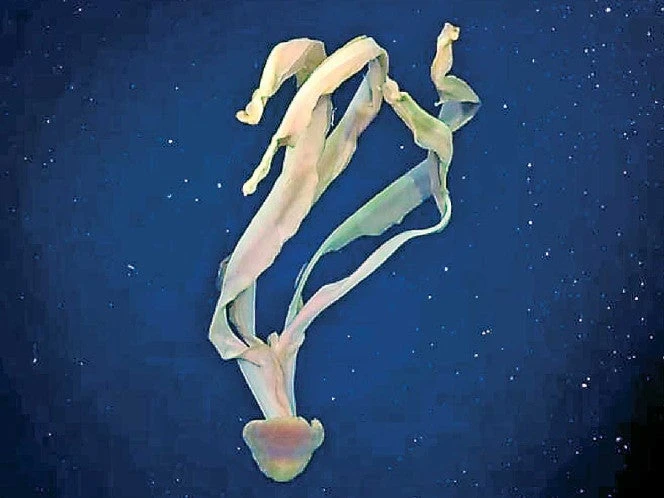 El océano vía streaming: explorar el fondo del mar… y viralizarlo