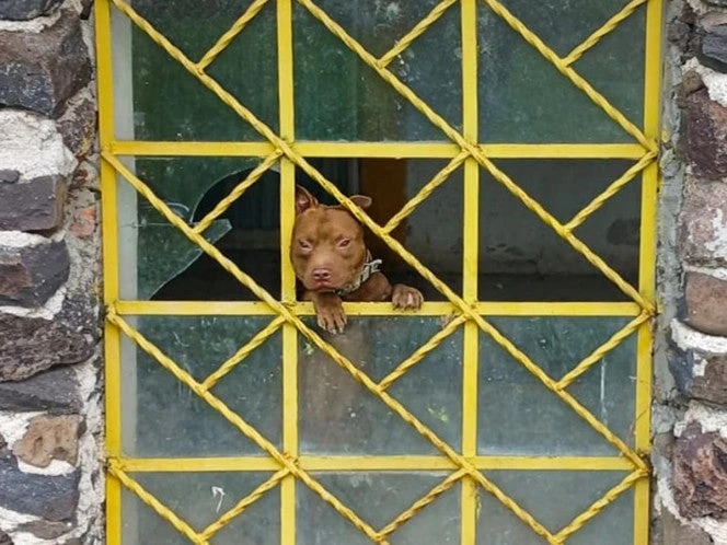 Rescatan a 11 perritos que permanecían encadenados y desnutridos