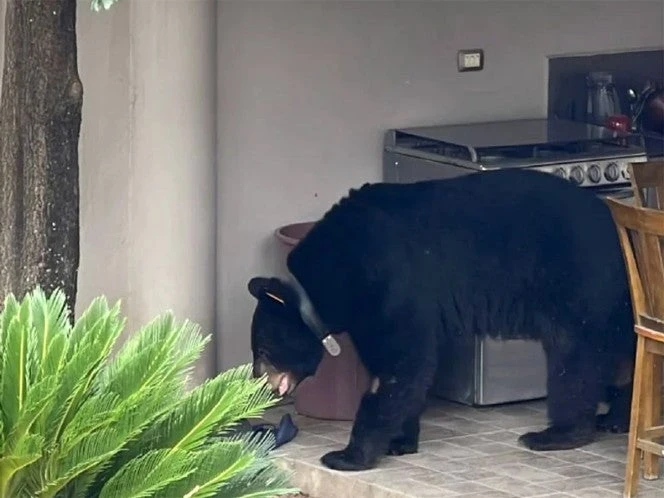 Oso regresa por comida a botes de basura en calles de Nuevo León