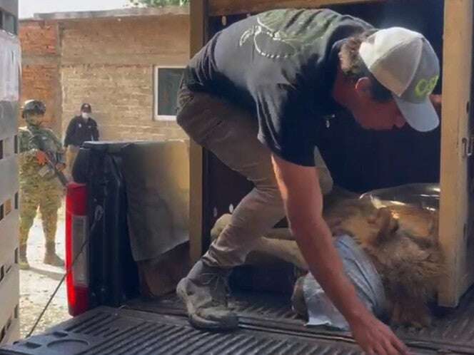 Hallan a león africano entre cartuchos percutidos de armas de grueso calibre