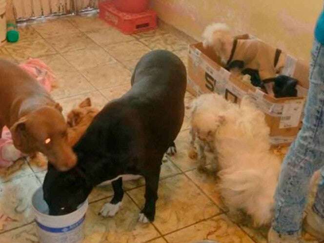 Rescatan a 29 perros víctimas de maltrato en Michoacán