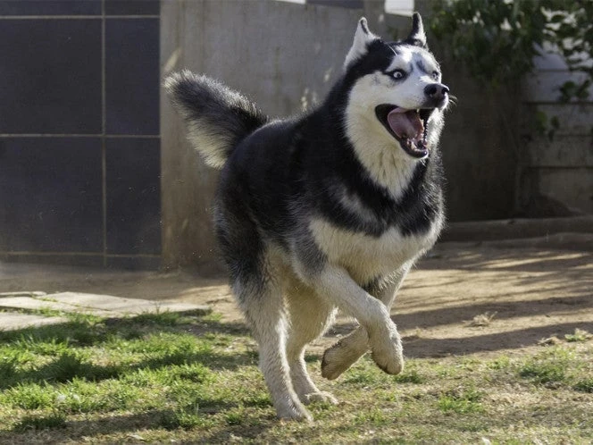 Investigan en Tijuana el asesinato de un perro Husky