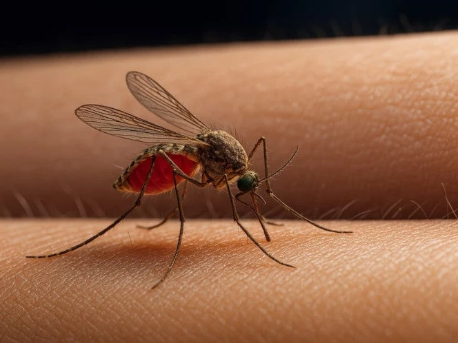 Presencia de dengue en México: cerca de 4 mil casos en lo que va del año
