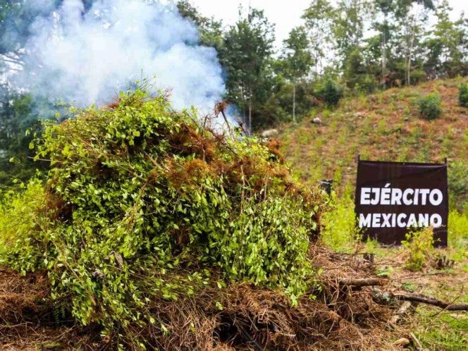 Defensa erradicó 171 plantíos ilícitos en cinco entidades 