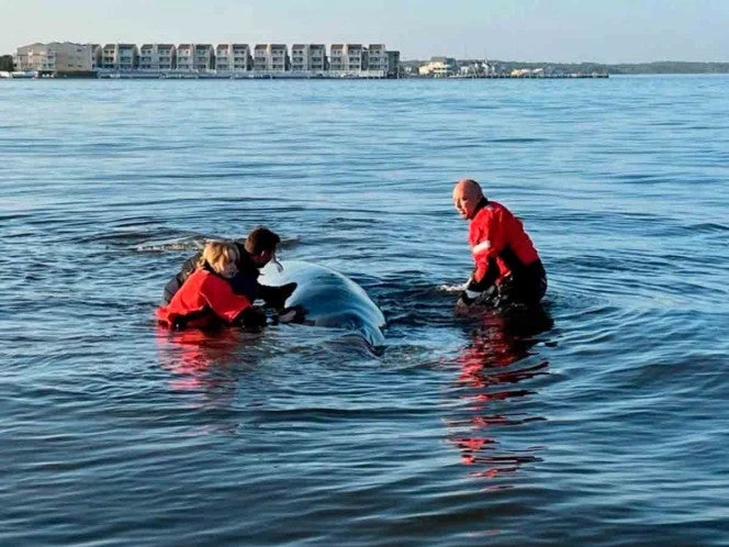 Encuentro con una ballena termina en tragedia en Nueva Jersey