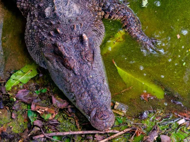 Captan a cocodrilo arrastrando a un perrito dentro de una laguna en Tulum | VIDEO