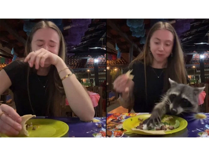 VIDEO: ¡Presta! Extranjera es víctima de robo; mapache le hurta su comida