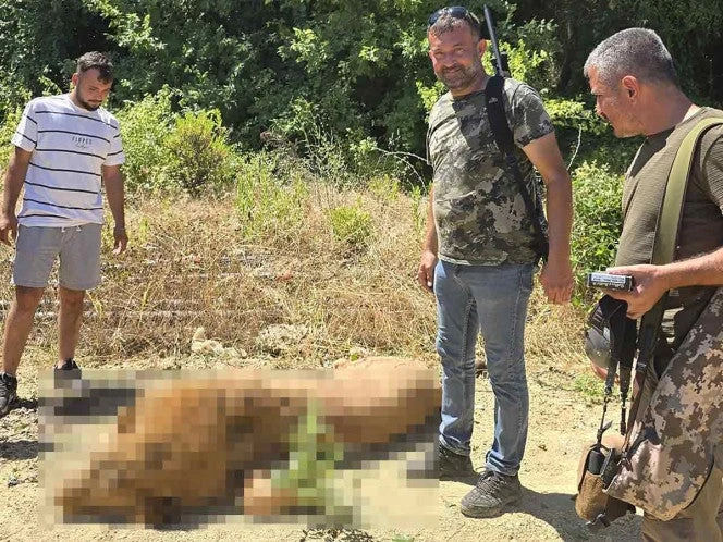 Abaten a león tras atacar a una persona y lo exhiben como trofeo | FOTOS