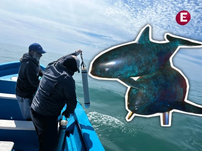 ¡Aún hay esperanza! En 2025, van 41 encuentros acústicos con la vaquita marina