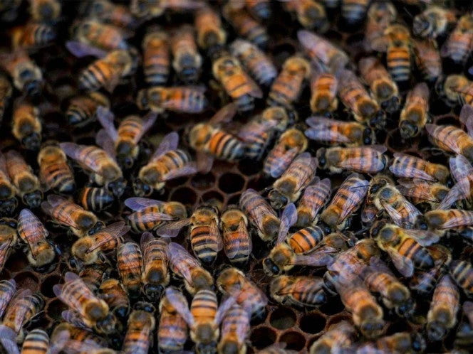 Abejas asesinas; reportan un muerto y varios heridos tras recientes ataques en Morelos