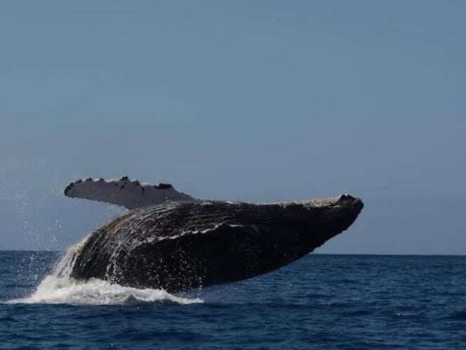 Proyecto Saguaro sería principal causa de muerte en ballenas del Golfo de California