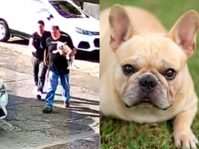 Ladrón con gustos finos roba perro y huye como todo un experto en Aguascalientes | VIDEO