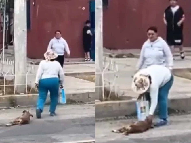 Mujer arrastra a perrita inconsciente en Pachuca y finge que todo está bien; buscan dar con ella | VIDEO