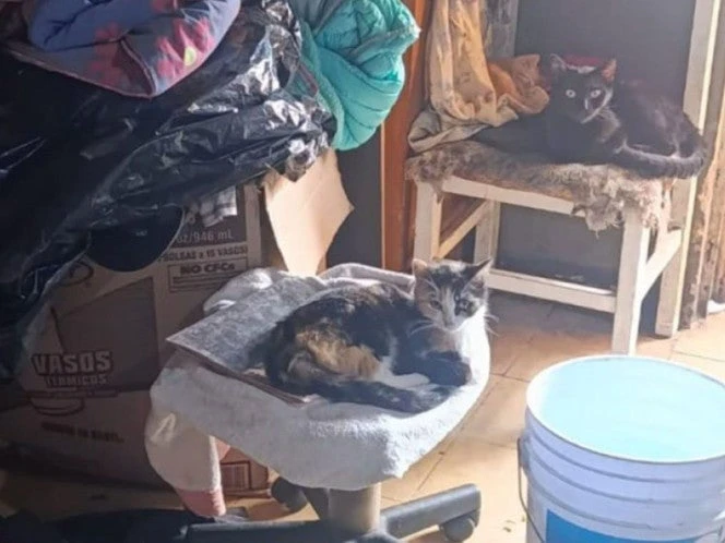 Abandonadas y en riesgo, rescatan a 16 mascotas en Zapopan tras denuncia ciudadana
