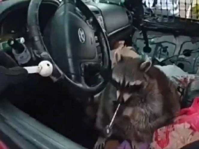 Mapache con pipa de metanfetamina causa arresto de su dueña en Ohio. VIDEO