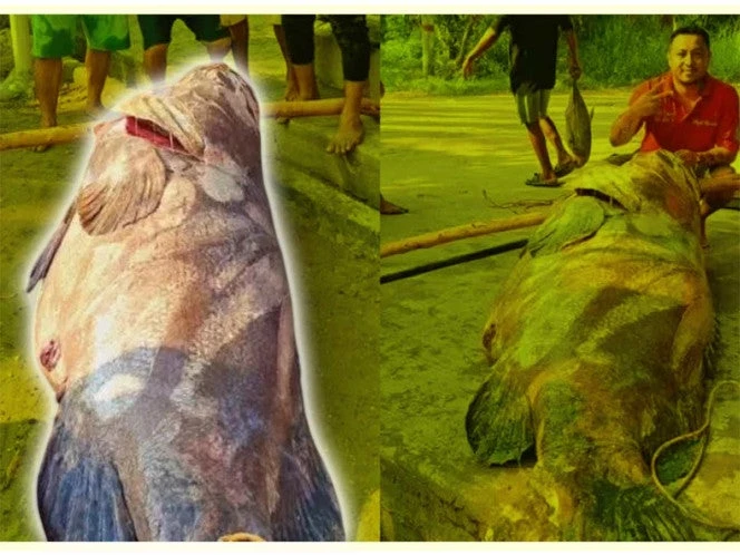 VIDEO: Capturan en Tabasco a pez de casi 300 kilos de peso; así fue el momento