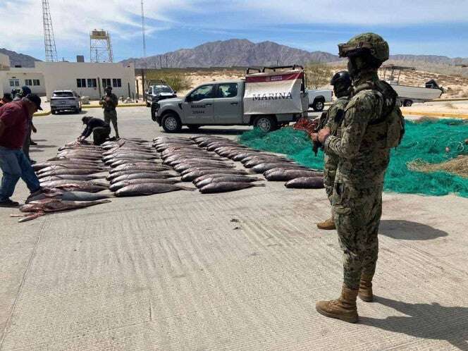 Retiran redes ilegales con 79 totoabas atrapadas en Alto Golfo de California  