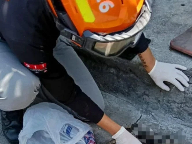 Matan a tlacuache hembra junto a sus dos crías