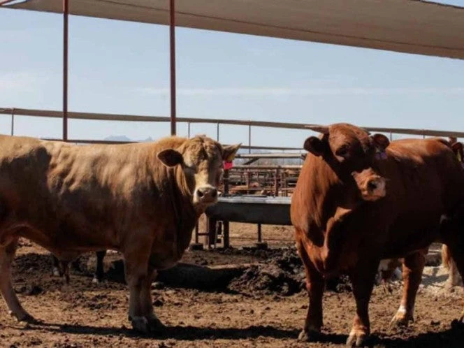 Impulsan engordadores de NL plan para hacer frente al gusano barrenador