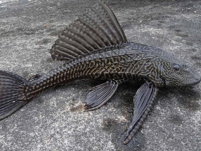 ¡La pesadilla es real! Pez Diablo intenta apoderarse de Bacalar