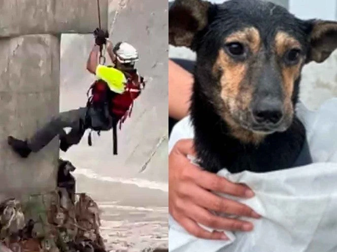 Captan heroico rescate de un perrito atrapado en un río en Nuevo León | VIDEO