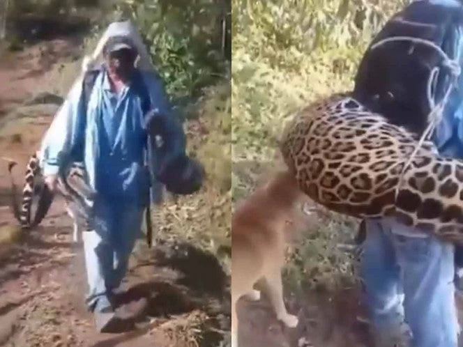 Hombre pasea con el cadáver de un jaguar, especie en peligro de extinción | VIDEO