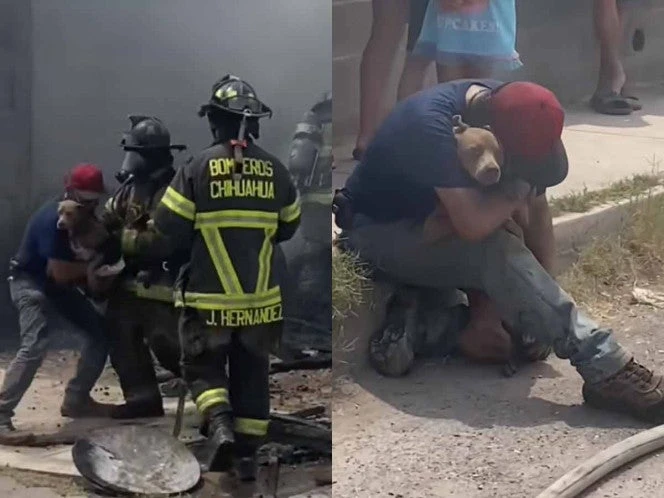 “Perdóname”: Hombre llora al encontrar a su perrita con vida tras incendio devastador en Chihuahua