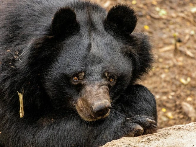 Florida aprueba cazar osos negros tras diez años de conservación
