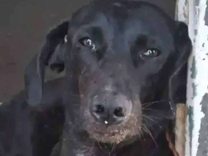 Investigan muerte de “Negrito”; perro al que le cortaron la lengua en Veracruz