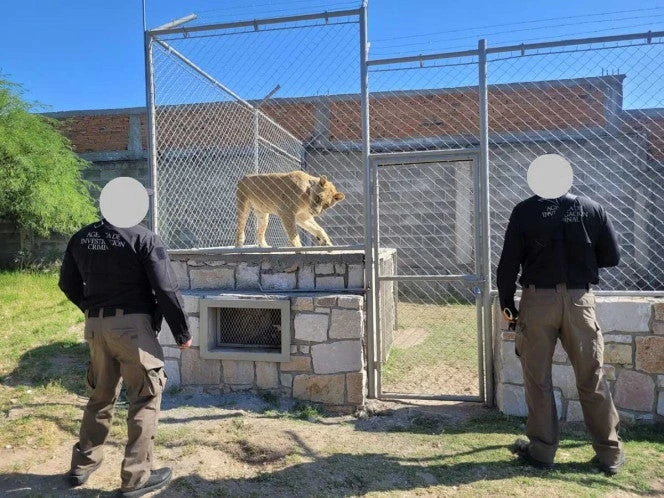 Hallan una leona, avestruces y hasta pecaríes en un domicilio de Durango