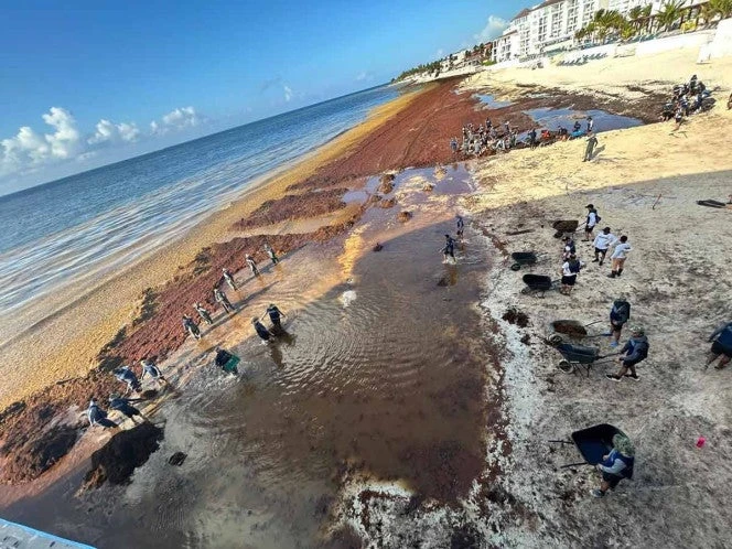 ¿Playas limpias? Marina retira más de 14 mil 700 toneladas de sargazo en Quintana Roo