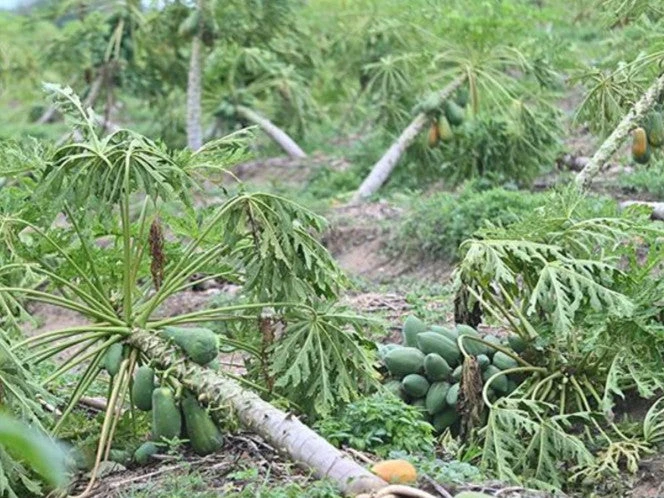 Productores de papaya pierden cosecha por paso de Erick; 'es una pérdida millonaria'