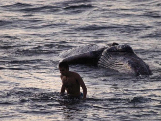 Semar libera a ballena jorobada en Bahía de los Ángeles, BC | VIDEO