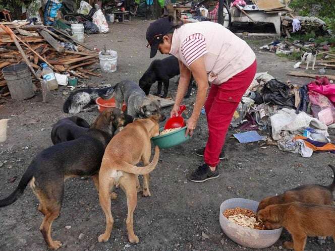 Rescatarán perritos callejeros en San Juan del Río para ser entrenados como binomios