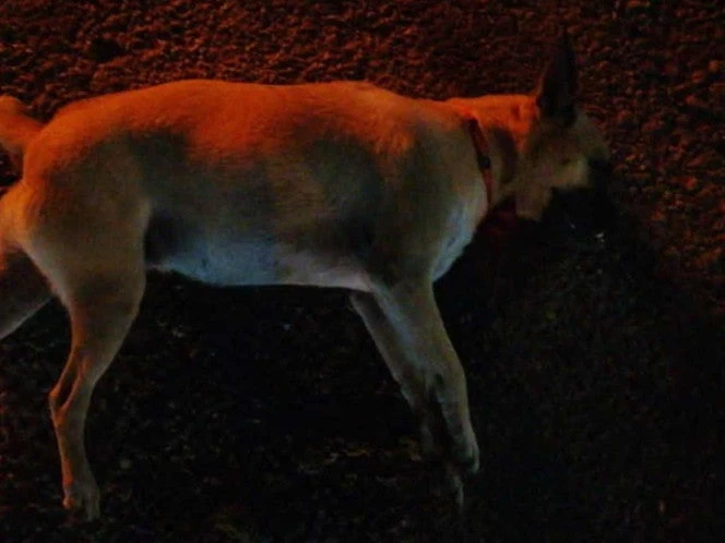 Reportan envenenamiento masivo de al menos 16 perros en la Central de Abastos de Mérida
