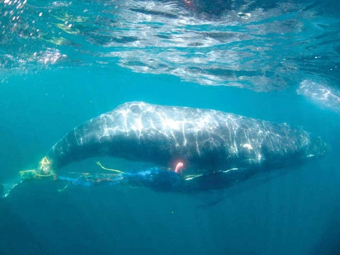Peligra biodiversidad: Redes fantasma, sentencia de muerte para ballenas